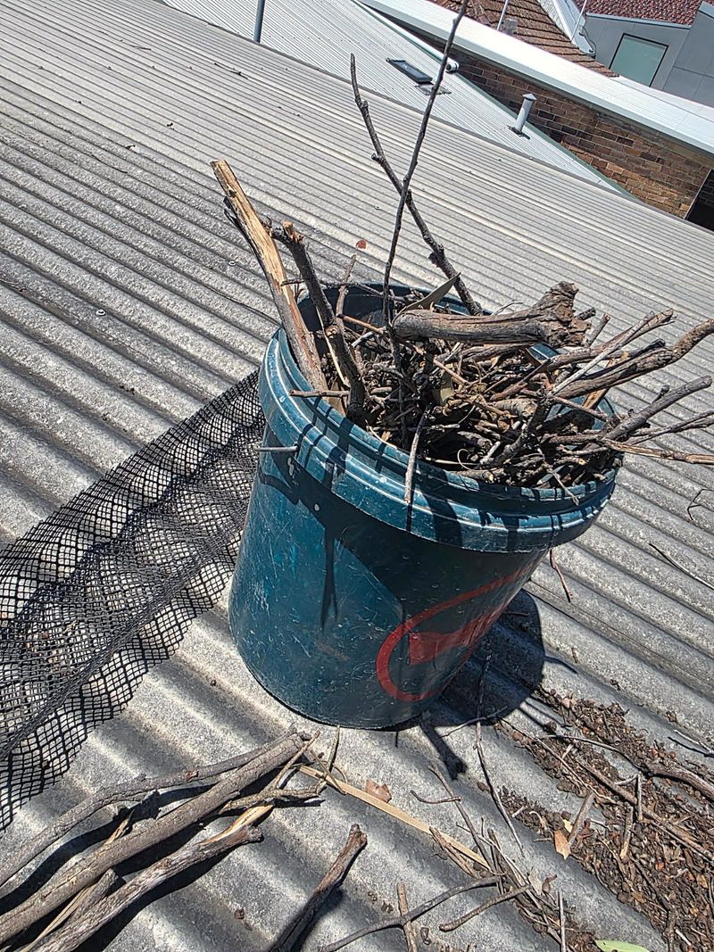 Bucket of debris cleared from a blocked Sydney roof gutter
