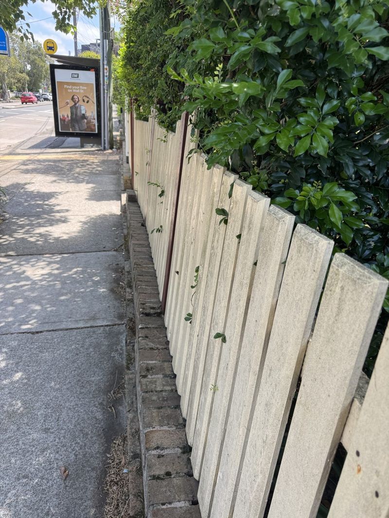 Faded, algae-streaked picket fence before restoration