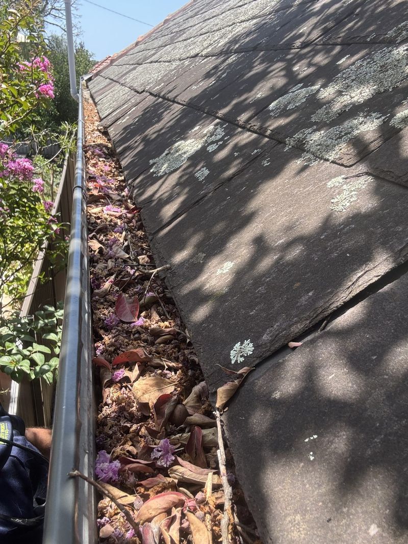 Gutter packed with leaf litter beside a flowering crepe myrtle before clearing